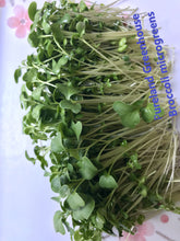 Broccoli microgreen tray