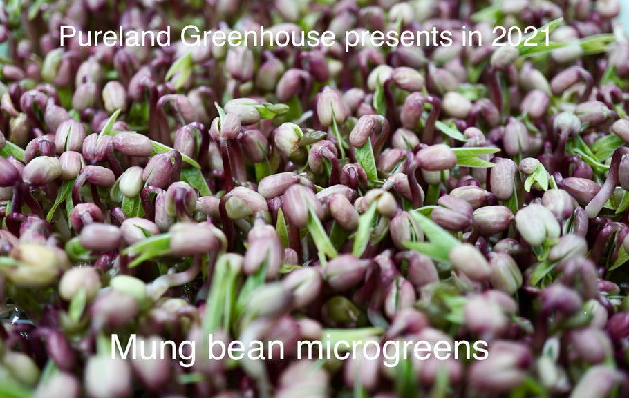 Pureland Greenhouse (PG) Microgreens’ Power