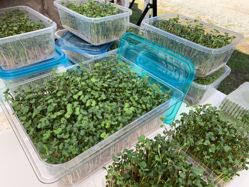 Health Benefits of Sprouts, then how about stronger microgreens?