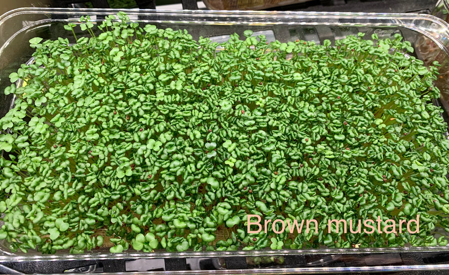 New microgreen in Pureland Greenhouse®️ family - organic brown mustard microgreens!