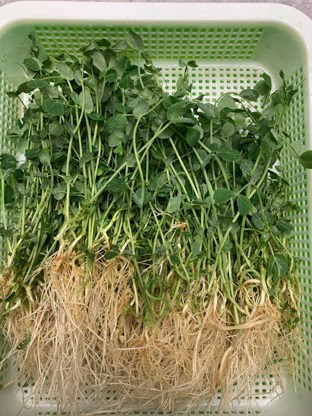 Microgreens with warm meals in winter time
