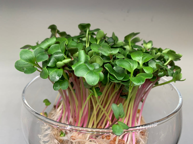 Microgreens are great for our precious brains too!