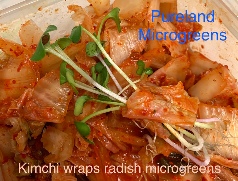 New way to eat radish microgreens with Kimchi!