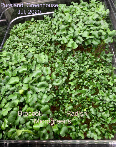 Medium tray broccoli microgreens or radish microgreens