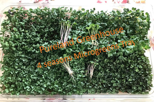 Customized grow microgreens as you want!