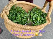 Broccoli or Radish microgreen bowls