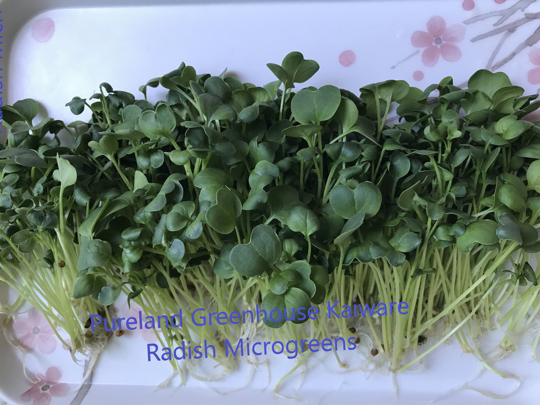 Kaiware radish microgreen tray